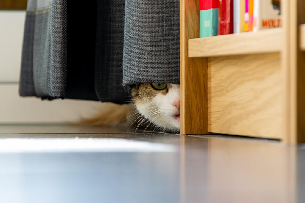 A cat peering from underneath a curtain half obscured by a bookshelf